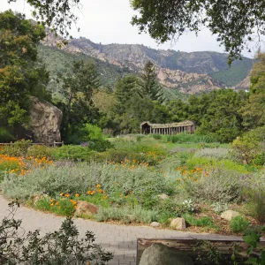 Meadow view from the bench at the entrance oak to the mounatins, Herb Parker sculpture, Santa Barbara Botanic Garden, March 2011, © Gary Margeson