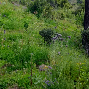 Porter Trail , view to the ocean, Santa Barbara Botanic Garden, March 2011, © Gary Margeson