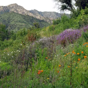 Porter Trail, view to the mountains, La Cumbre Peak, wildflowers, Santa Barbara Botanic Garden, March 2011, © Gary Margeson