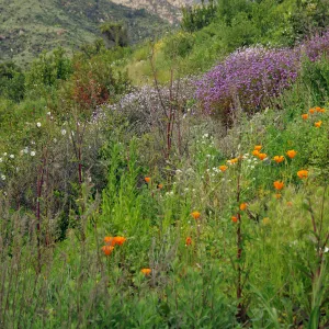 Porter Trail, view to the mountains, La Cumbre Peak, wildflowers, Santa Barbara Botanic Garden, March 2011, © Gary Margeson