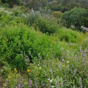 Porter Trail, wildflowers, Santa Barbara Botanic Garden, March 2011, © Gary Margeson