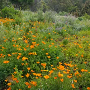 Porter Trail, wildflowers, Santa Barbara Botanic Garden, March 2011, © Gary Margeson