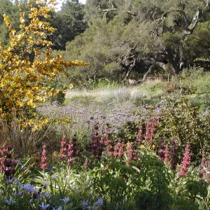 Fremontodendron in bloom, wildflowers in the Meadow, SBBG