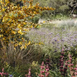 Fremontodendron in bloom, wildflowers in the Meadow, SBBG