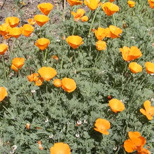 poppies, SBBG