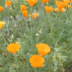 poppies, SBBG