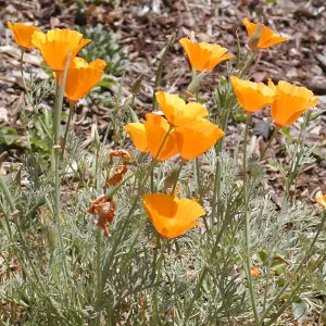 poppies, SBBG