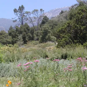wildflowers in the Meadow, SBBG