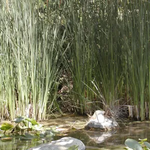 Meadow Pond, SBBG