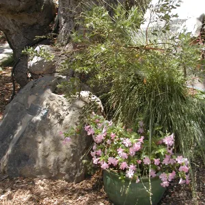 potted plant, SBBG