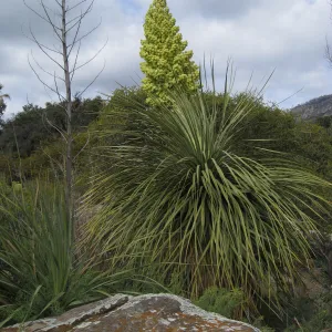 Nolina parryi in flower in the Desert section