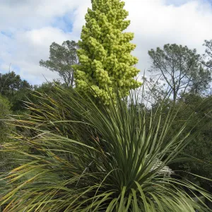 Nolina parryi in flower in the Desert section