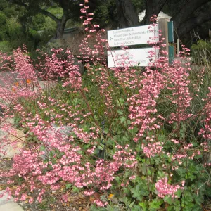 Heuchera cv Wendy at the entrance