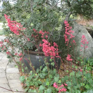 Heuchera cv Dainty Bells at the entrance