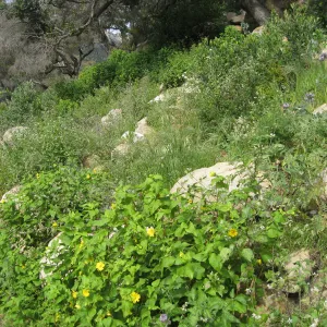 Canyon sunflower along the Campbell trail