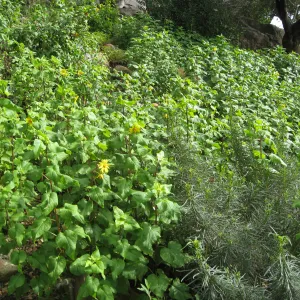 Canyon sunflower along Campbell Trail