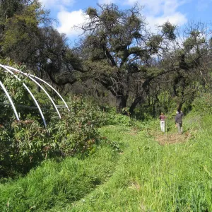 Greenhouse frame at the Cavalli property filled with castor bean