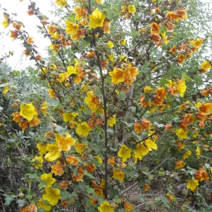 Fremontodendron cv Pacific Sunset on the Porter Trail