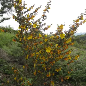 Fremontodendron cv Pacific Sunset on the Porter Trail