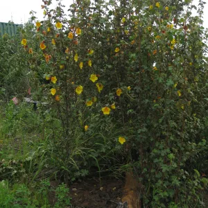 Fremontodendron cv. Pacific Sunset on the Porter Trail