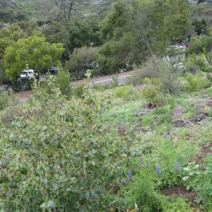 Burned Cypress Section looking west to Mission Canyon Rd