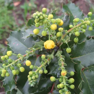 Berberis