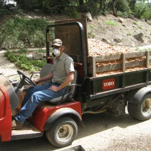 Chips from removal of bigcone spruce in Manzanita Section
