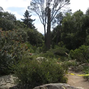 Removal of bigcone spruce in the Manzanita Section