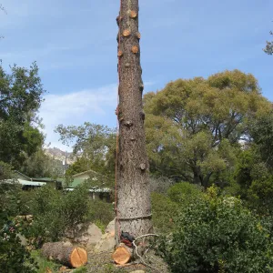 Removal of bigcone spruce in the Manzanita Section