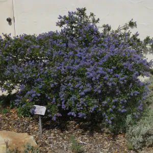 Ceanothus cv Wheeler Canyon on south side of herbarium building