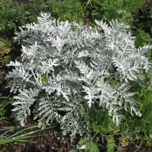 Eriophyllum nevinii at the Tunnel Triangle
