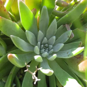 Anacapa Island, Dudleya caespitosa