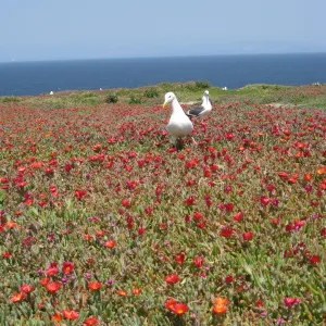 Anacapa Island, western gulls setting up territories on Carpobrotus