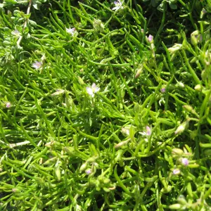 Anacapa Island, Spergularia
