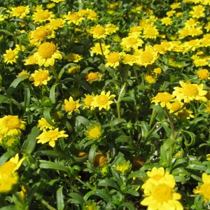 Anacapa Island, Lasthenia californica