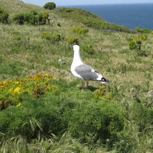 Anacapa Island, western gull setting up territory on Coreopsis gigantea