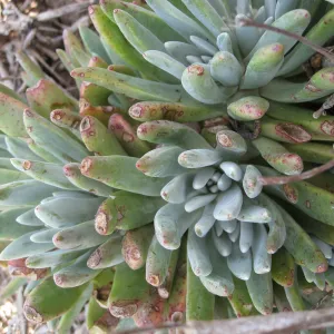 Anacapa Island, Dudleya caespitosa