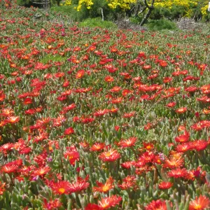 Anacapa Island, Carpobrotus