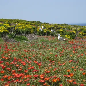 Anacapa Island, Coreopsis gigantea, Carpobrotus, Western Gulls