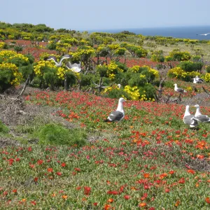 Anacapa Island, Coreopsis gigantea, Carpobrotus, Western Gulls