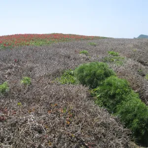 Anacapa Island, showing effects of eforts to control Carpobrotus