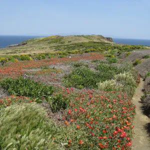 Anacapa Island, showing effects of eforts to control Carpobrotus
