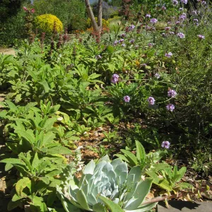 Kolstad Garden, Dudleya brittonii