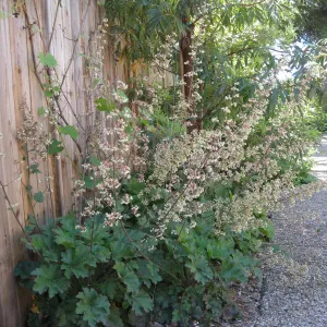 Kolstad Garden, Heuchera maxima
