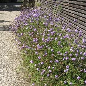 Kolstad Garden, Verbena de la Mina