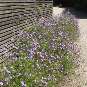 Kolstad Garden, Verbena de la Mina