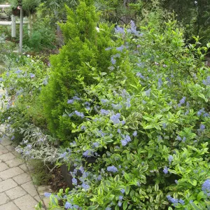 Ceanothus cv. El Dorado at Garden entrance