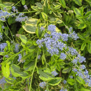 Ceanothus cv. El Dorado at Garden entrance