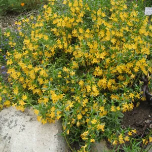Mimulus bifidus, 99-118, along parking lot bank
