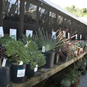succulents, Garden Growers Nursery, SBBG Fall Plant Sale, 2010
